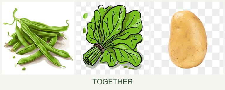 Can you plant beans, spinach and potatoes together?