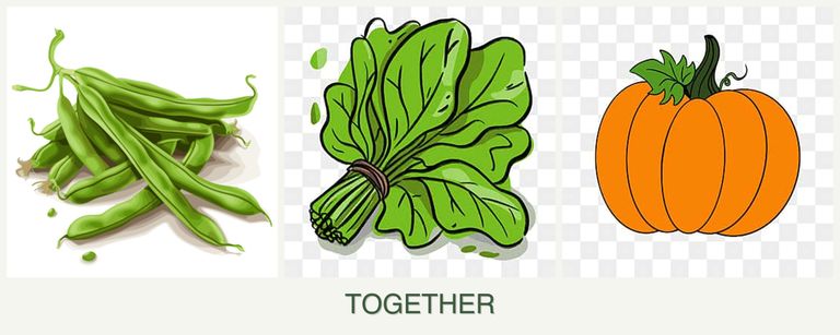 Can you plant beans, spinach and pumpkin together?