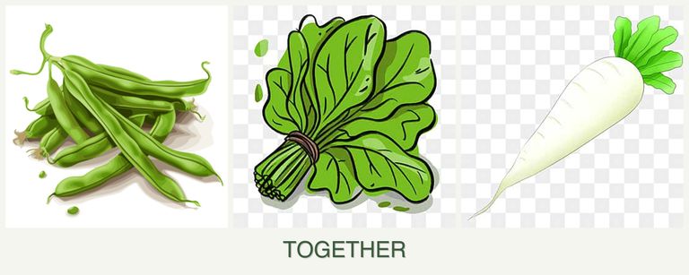 Can you plant beans, spinach and radishes together?