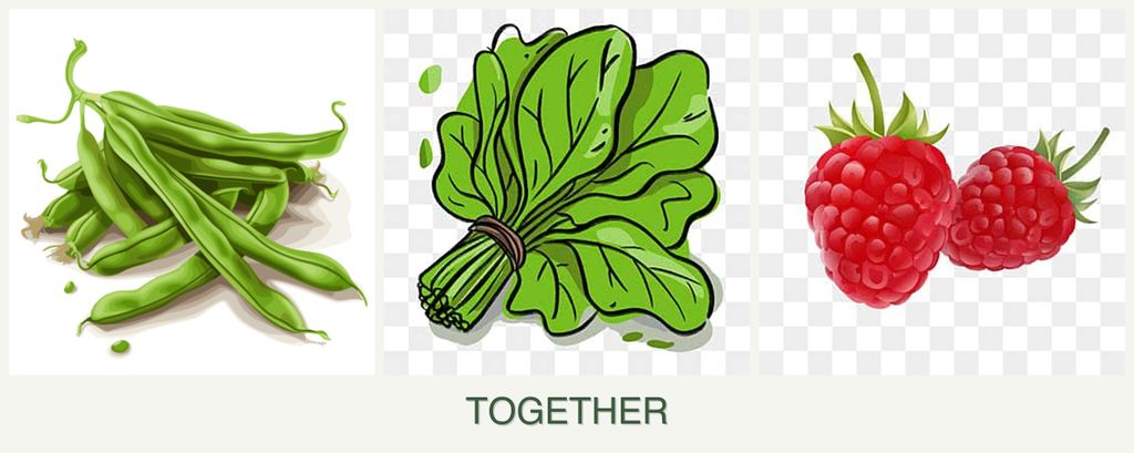 Can you plant beans, spinach and raspberries together?