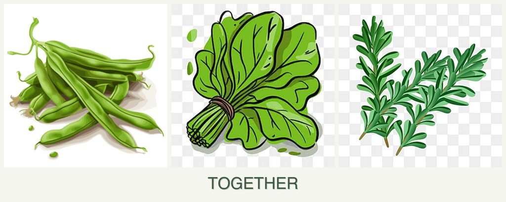 Can you plant beans, spinach and rosemary together?