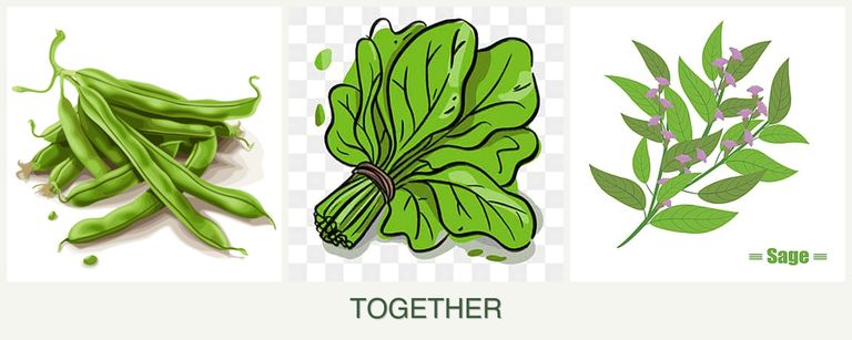 Can you plant beans, spinach and sage together?