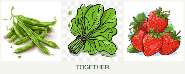 Can you plant beans, spinach and strawberries together?