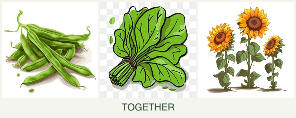 Can you plant beans, spinach and sunflowers together?