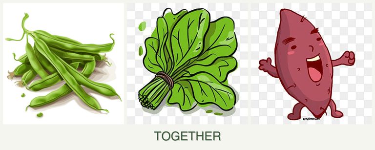 Can you plant beans, spinach and sweet potatoes together?