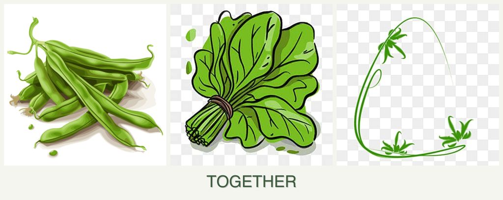 Can you plant beans, spinach and tarragon together?
