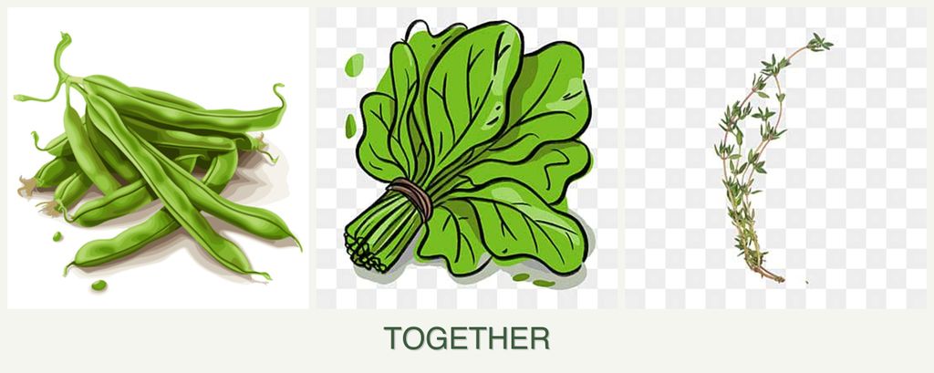 Can you plant beans, spinach and thyme together?