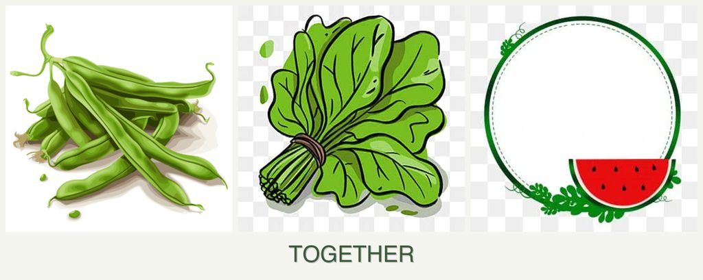 Can you plant beans, spinach and watermelons together?