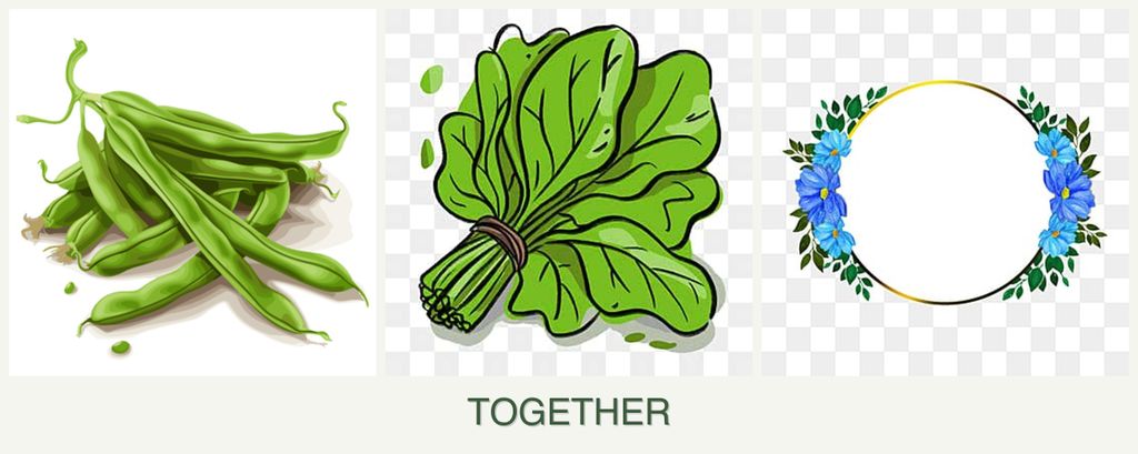 Can you plant beans, spinach and zinnias together?