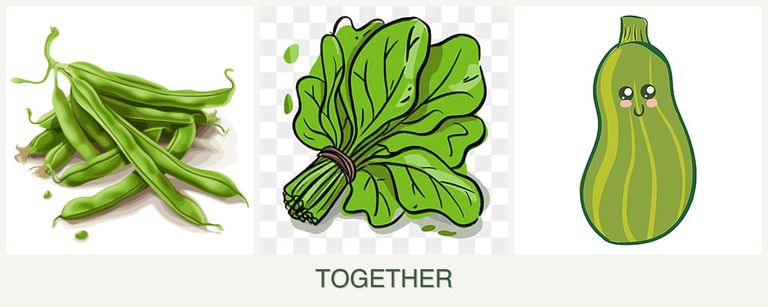 Can you plant beans, spinach and zucchini together?