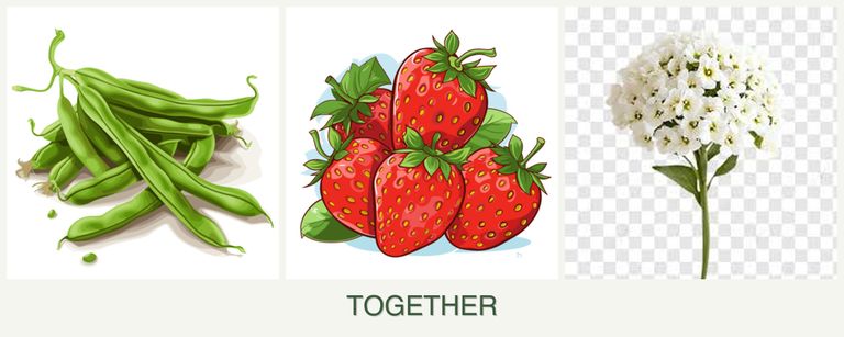 Can you plant beans, strawberries and alyssum together?