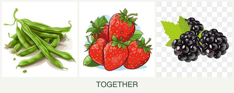 Can you plant beans, strawberries and blackberries together?