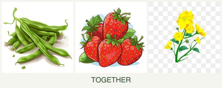 Can you plant beans, strawberries and calendula together?