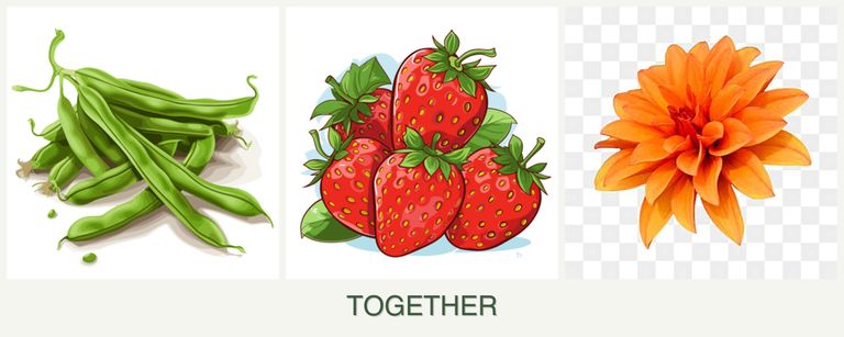 Can you plant beans, strawberries and dahlias together?