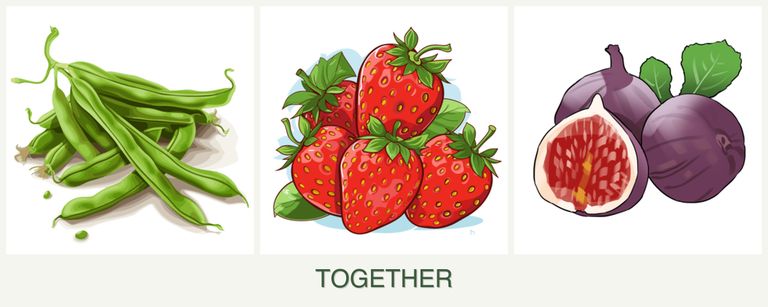 Can you plant beans, strawberries and figs together?