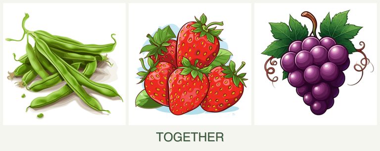 Can you plant beans, strawberries and grapes together?