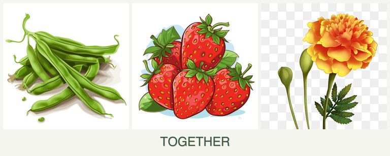 Can you plant beans, strawberries and marigolds together?