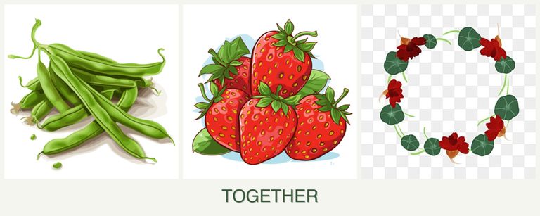 Can you plant beans, strawberries and nasturtiums together?