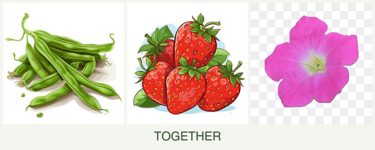 Can you plant beans, strawberries and petunias together?