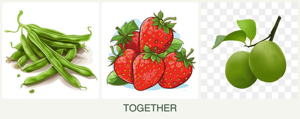 Can you plant beans, strawberries and plums together?