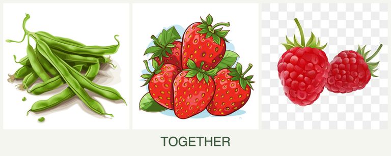 Can you plant beans, strawberries and raspberries together?