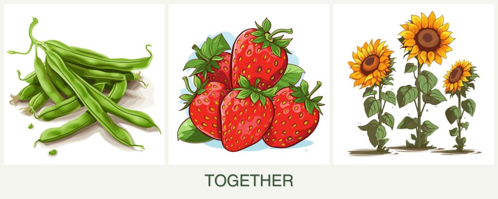 Can you plant beans, strawberries and sunflowers together?
