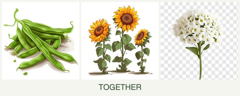 Can you plant beans, sunflowers and alyssum together?