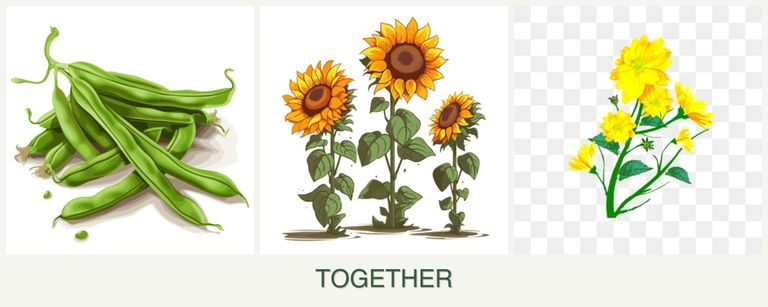 Can you plant beans, sunflowers and calendula together?