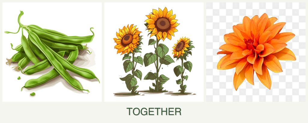 Can you plant beans, sunflowers and dahlias together?