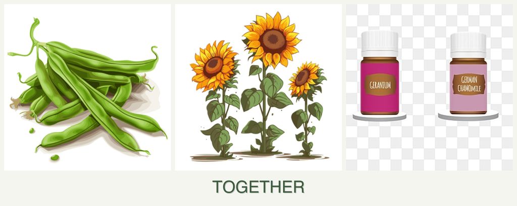Can you plant beans, sunflowers and geraniums together?