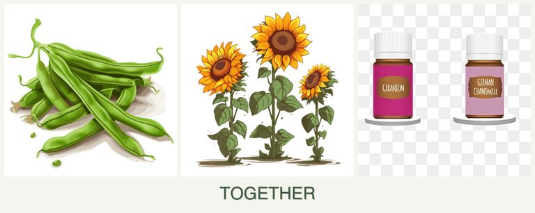 Can you plant beans, sunflowers and geraniums together?