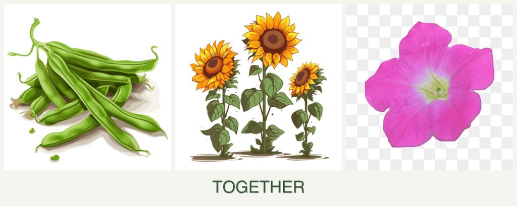 Can you plant beans, sunflowers and petunias together?