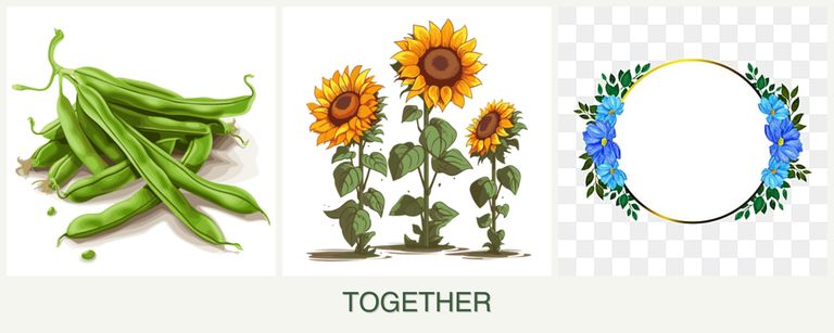 Can you plant beans, sunflowers and zinnias together?