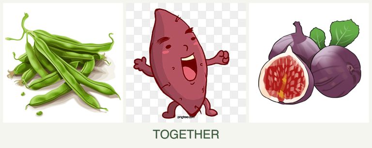 Can you plant beans, sweet potatoes and figs together?