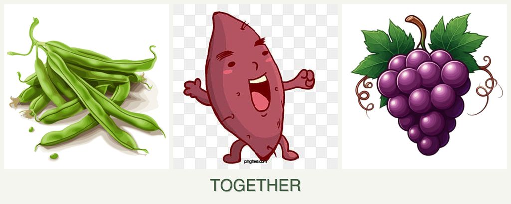 Can you plant beans, sweet potatoes and grapes together?