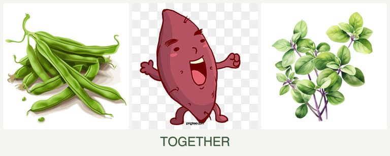 Can you plant beans, sweet potatoes and oregano together?