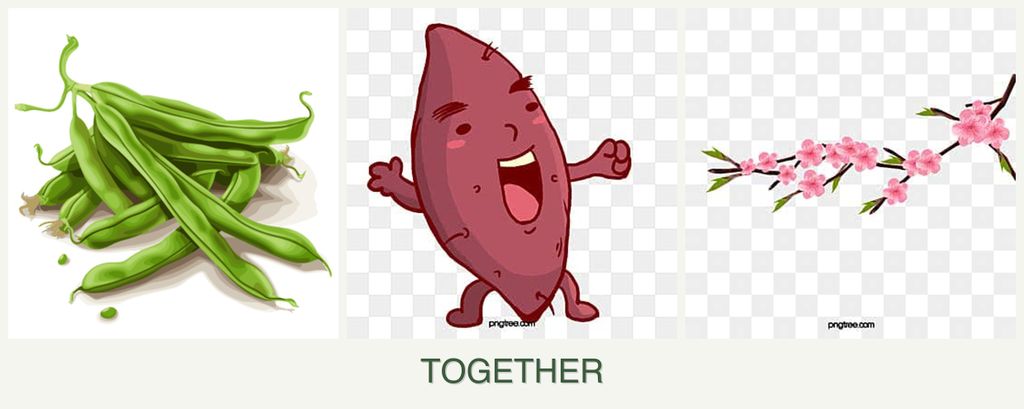 Can you plant beans, sweet potatoes and peaches together?