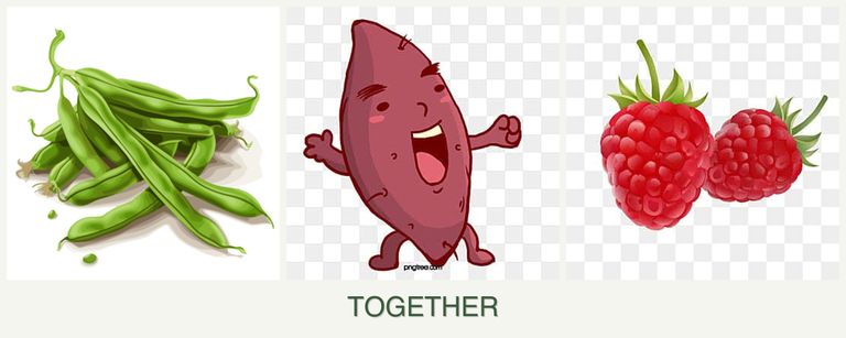Can you plant beans, sweet potatoes and raspberries together?