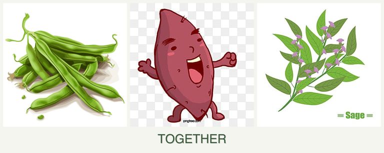 Can you plant beans, sweet potatoes and sage together?