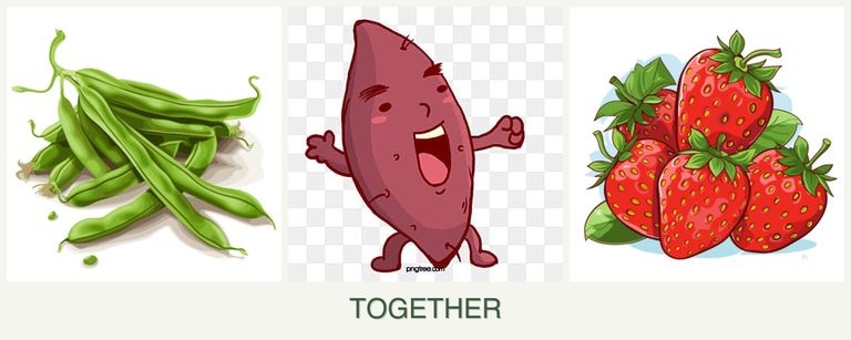 Can you plant beans, sweet potatoes and strawberries together?