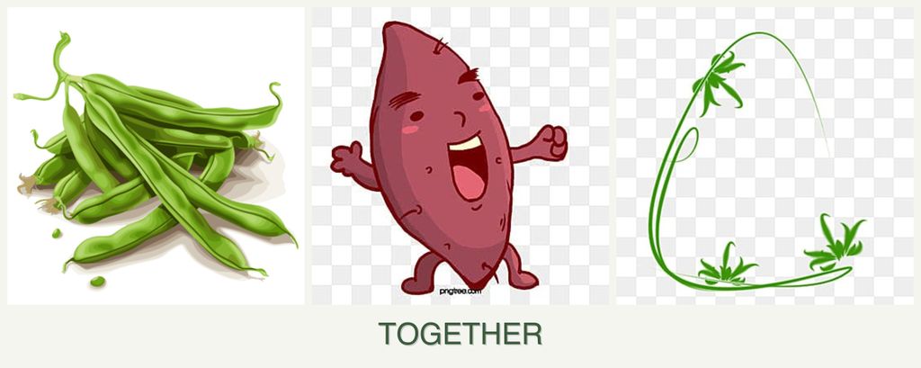 Can you plant beans, sweet potatoes and tarragon together?