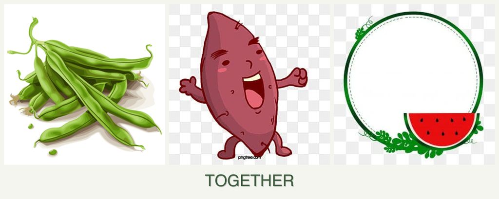 Can you plant beans, sweet potatoes and watermelons together?