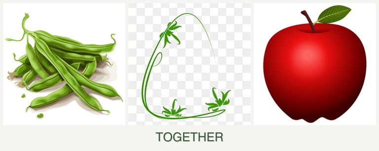 Can you plant beans, tarragon and apples together?