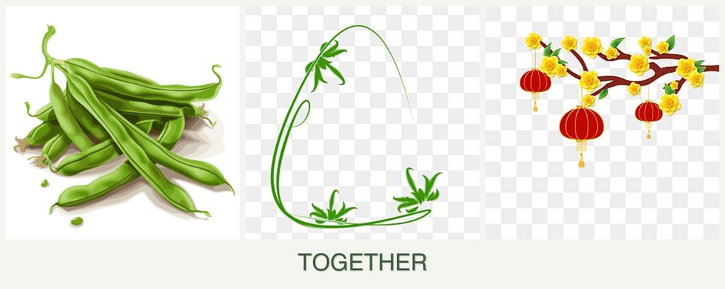 Can you plant beans, tarragon and apricots together?