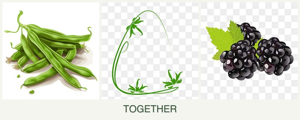 Can you plant beans, tarragon and blackberries together?
