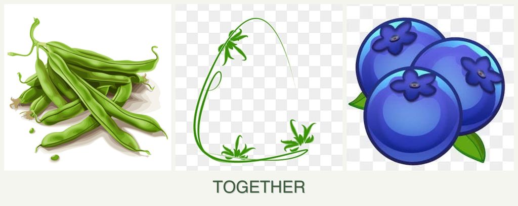 Can you plant beans, tarragon and blueberries together?