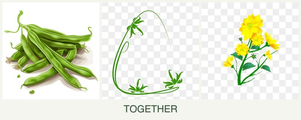 Can you plant beans, tarragon and calendula together?