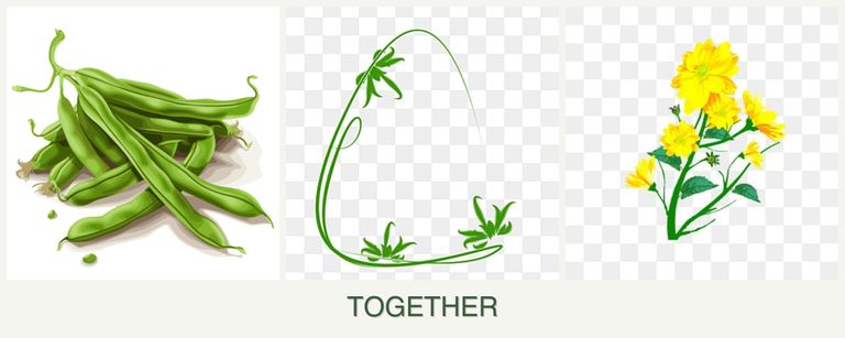 Can you plant beans, tarragon and calendula together?