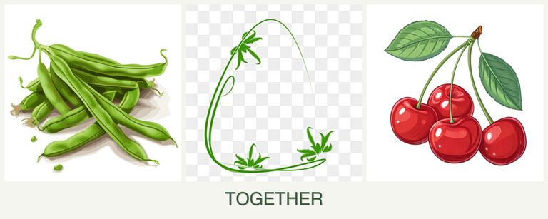 Can you plant beans, tarragon and cherries together?