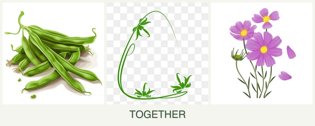 Can you plant beans, tarragon and cosmos together?